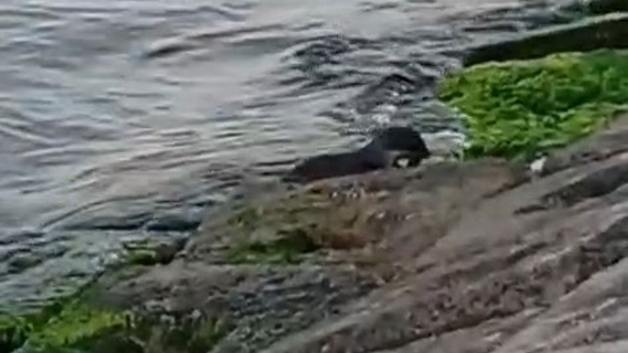 Marmara’da nadir görülüyordu! O ilimizin kıyılarında görüntülendi