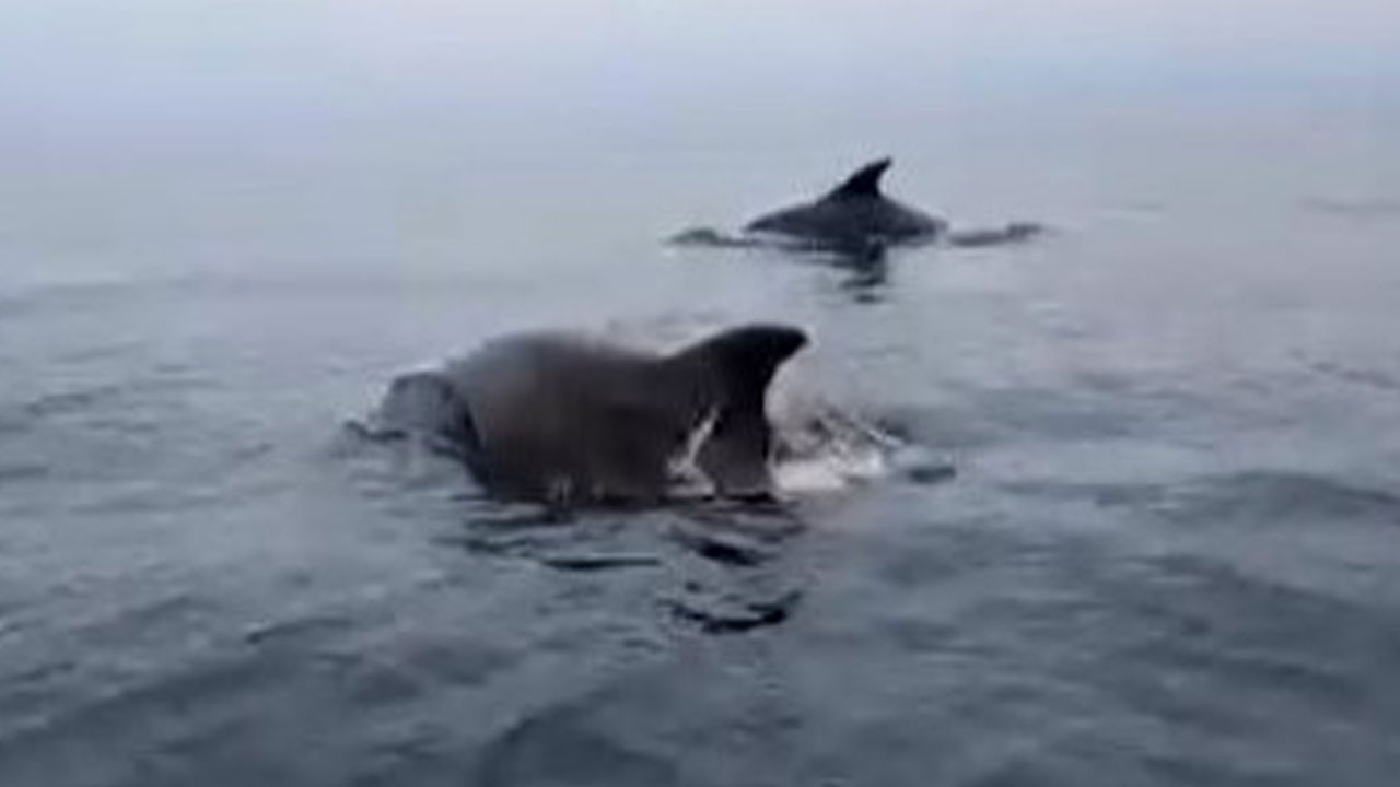 Marmara’da neşeli sürpriz! Unutulmaz anlar yaşandı