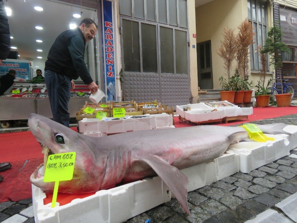 Marmara’da yakalandı: 3.5 metre boyunda, 120 kilo ağırlığında 