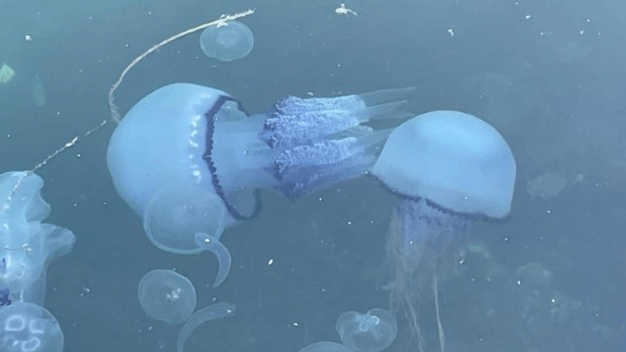 Marmara'nın kabusu geri döndü! Uzmanlar uyardı!
