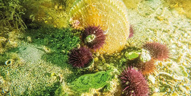 Marmara’nın umudu Pina’dan müjde var