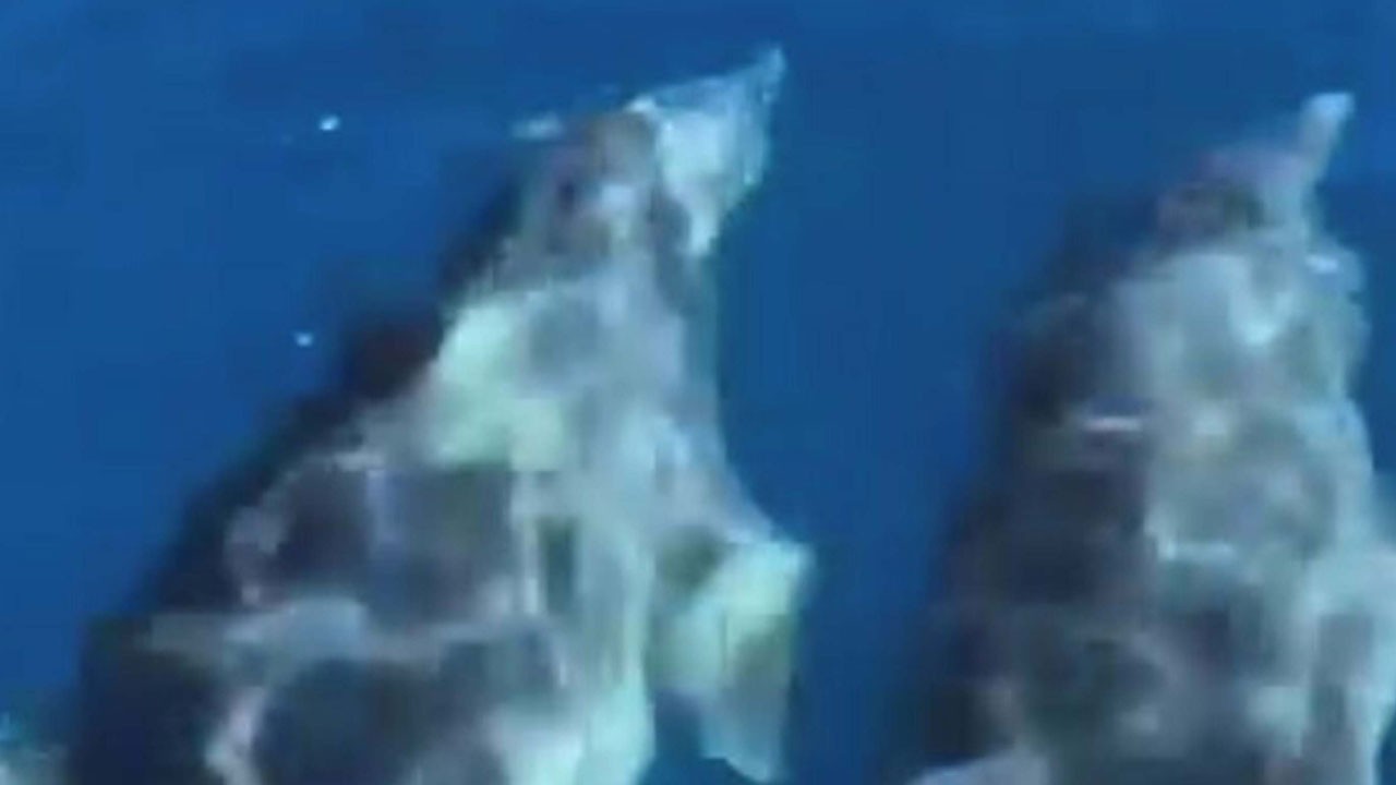 Marmaris açıklarında yunus sürüsü böyle görüntülendi!