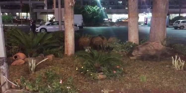 Marmaris'in merkezine domuz sürüsü indi!