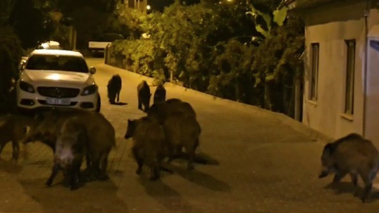 Marmaris'in yeni sakinleri! Yine CHP yine domuz! CHP’li belediye sokakları domuzlara teslim etti!