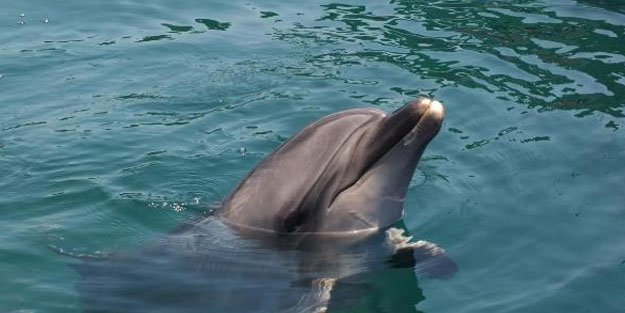 Marmarisli hayvanseverlerden 'yunuslara özgürlük' eylemi