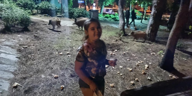 Marmaris'te "domuzlar" çocuk parkını mesken tuttu! Yetkililer önlem almadı, övgülerle haberi yapıldı