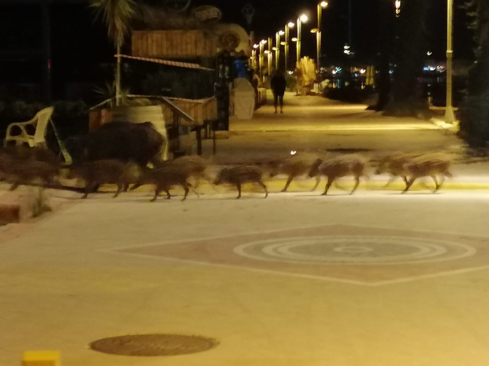 Marmaris’te domuzlar sahile indi, yiyecek aradı 