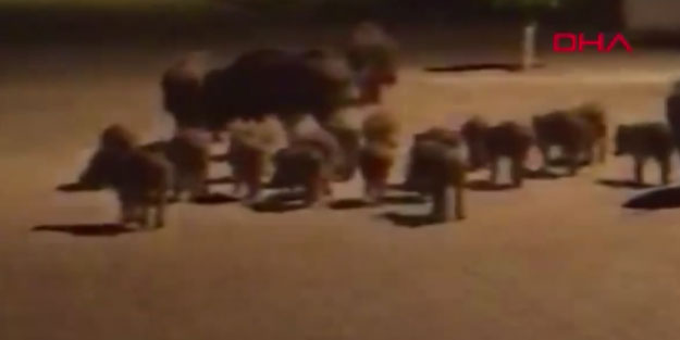 Marmaris'te sokağa indiler! Bölge sakinleri CHP'li belediyeye tepki gösterdi
