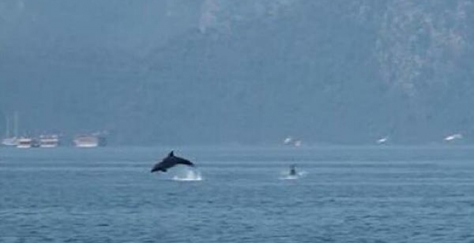 Marmaris'te tatilciler yunusları görüntüledi