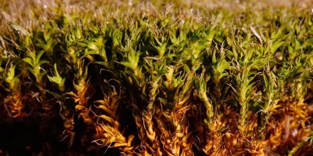 Mars’ı yeşertecek yosun Çin'de araştırıldı