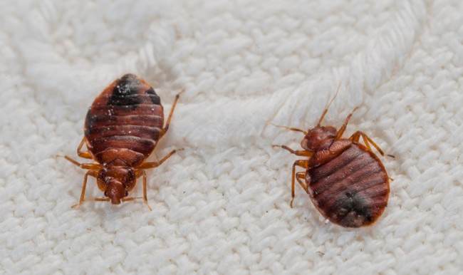 Marsilya’yı istila eden böcekler