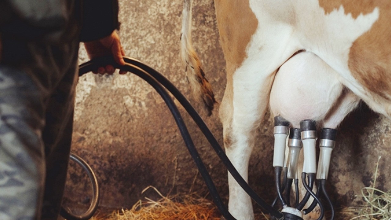 Mart ayında inek sütü üretimi arttı! olumlu bir kazanç!