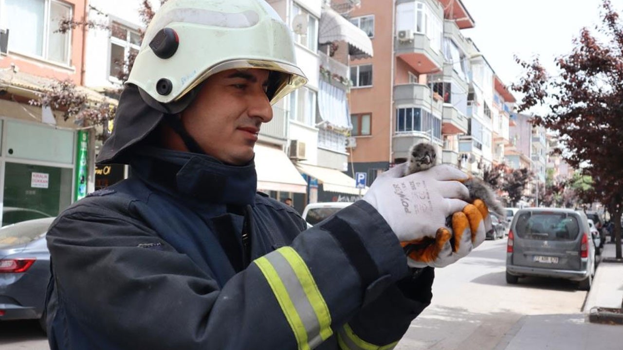 Martı için seferber oldular