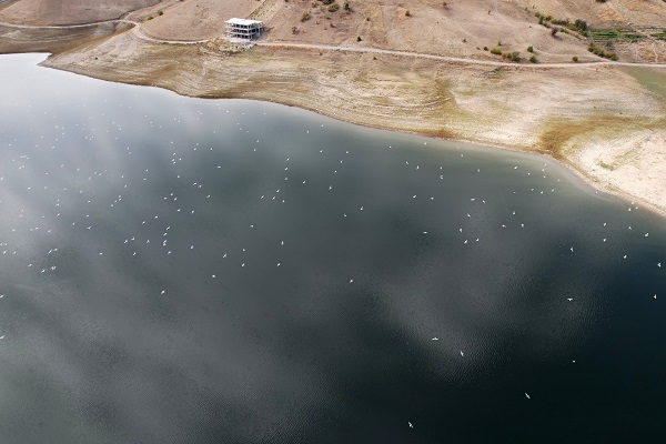 Martı sürüsü dronla böyle görüntülendi