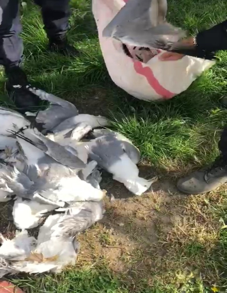 Martı vuran avcıya 16 bin lira para cezası 