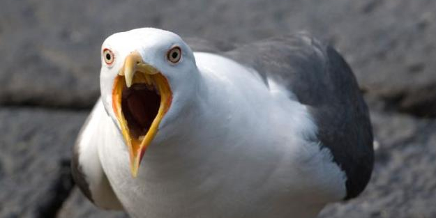 Martılar hakkında akılalmaz sözler: Onlar bizi gözetleyen birer casus
