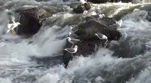 Martılar inci kefallerini böyle bekliyor