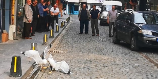 Martılar kavga etti çevredekiler film izler gibi izledi