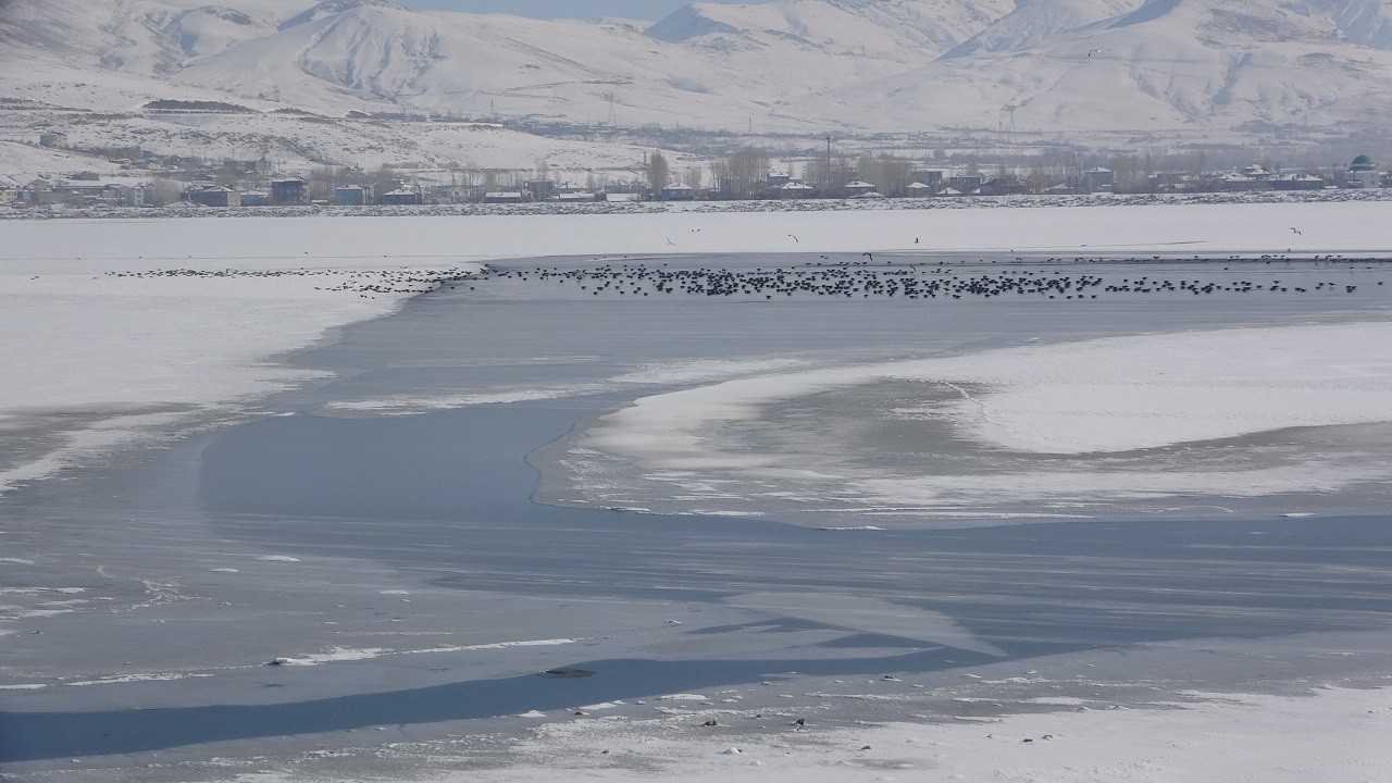 Martılardan unutulmaz sabah dansı