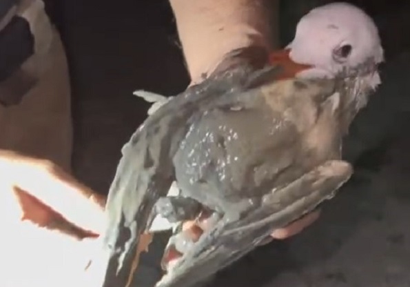 Martının hali yürekleri sızlattı