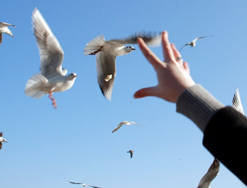 Martıya simit atan vatandaş denize düştü