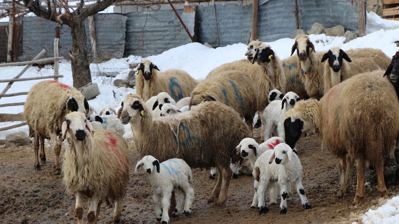 Martta kar, ağılda nöbet! Besiciler kışa direniyor