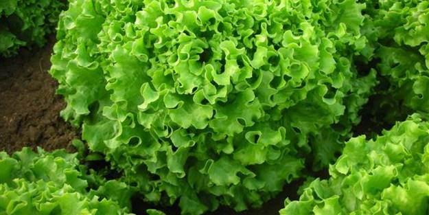 Marulun faydaları saymakla bitmiyor