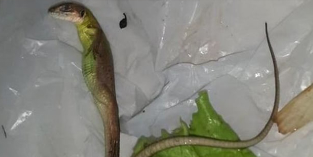 Marul'un içinden öyle bir şey çıktı ki!