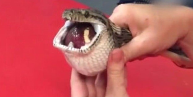 Masaj yaparak yılanı kusturdular! Çünkü...