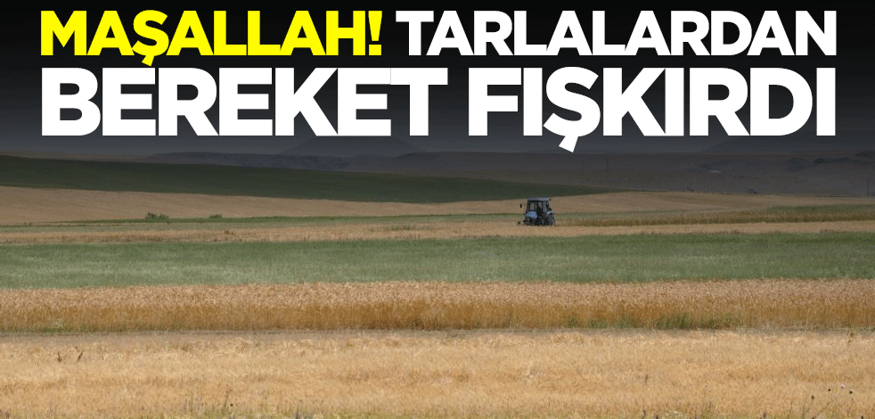 Maşallah! Tarlalardan bereket fışkırdı