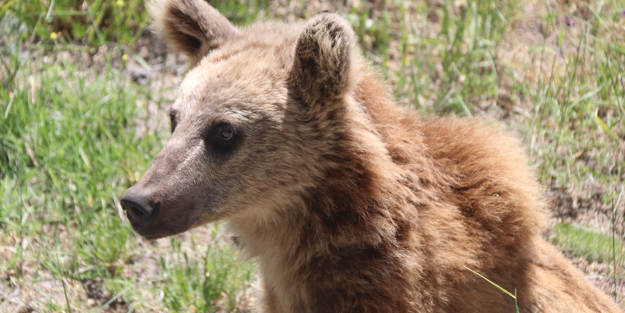 Maskot ayı foto model oldu
