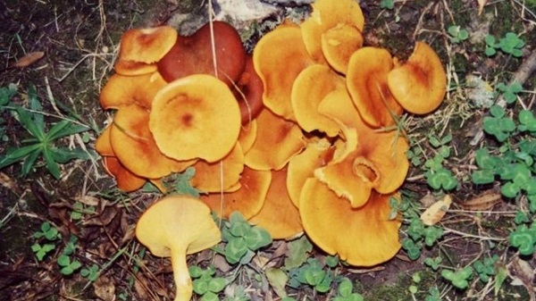 Masum göründüğüne bakmayın! İşte ölümlere yol açan o mantar türü