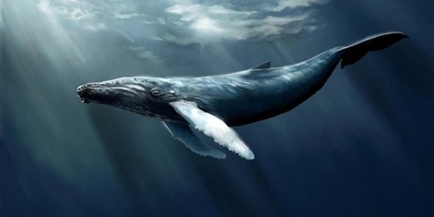 Mavi Balina oyunu nedir? | Aileler Mavi Balina oyununa karşı ne yapmalı?