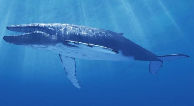 ‘Mavi Balina’ya karşı ihbar hattı devrede