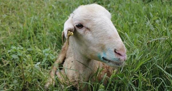 Mavi dil hastalığı ne? Mavi dil hastalığı insana bulaşıyor mu?