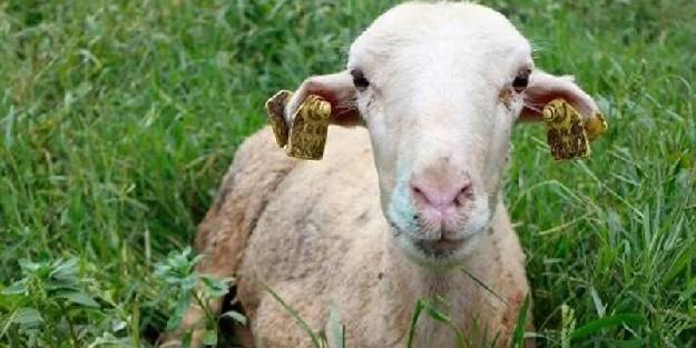 Mavi dil hastalığı nedir, mavi dil hastalığı bulaşıcı mı?