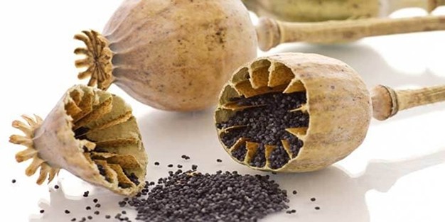 Mavi haşhaş nedir? Mavi haşhaşın faydaları neler?