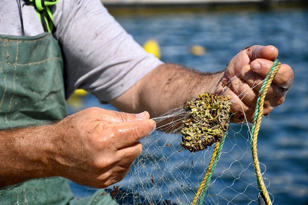 Mavi suların neferleri!