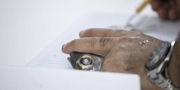 Mavi vatanda deniz canlıları ekosistemi kayıt altına alınıyor