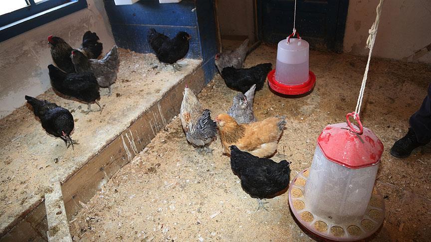 Mavi yumurta isteyene 2 ay sonraya gün veriyor