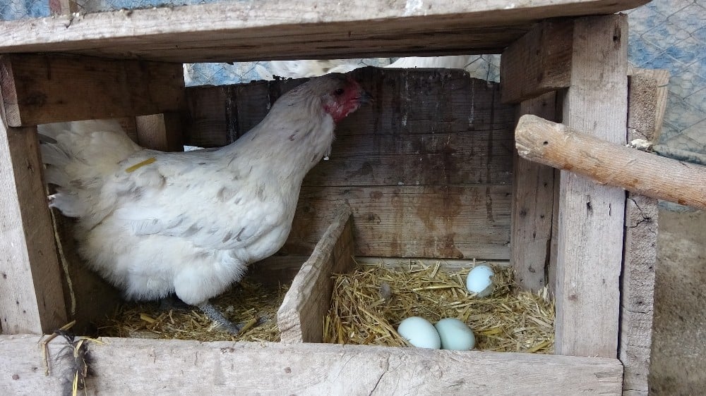 Mavi yumurtlayan tavuk görenleri şaşırtıyor 