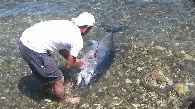 Mavi yüzgeçli orkinos avcılığına düzenleme geldi