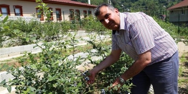 Maviyemiş fındığa alternatif