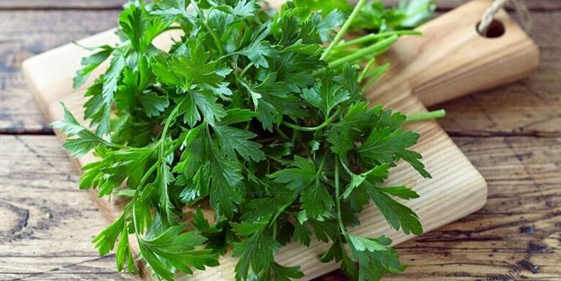 Maydanoz kanserle savaşıyor