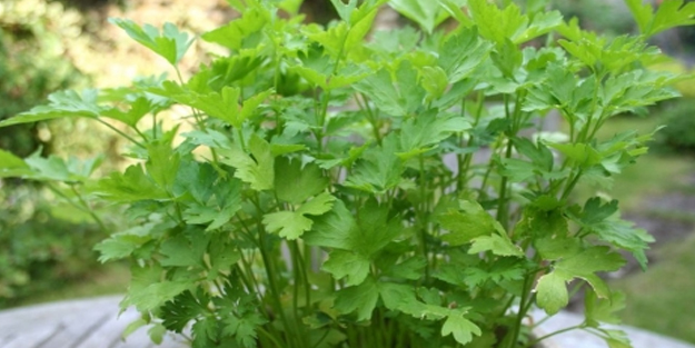 Maydanoz nasıl yetiştirilir?