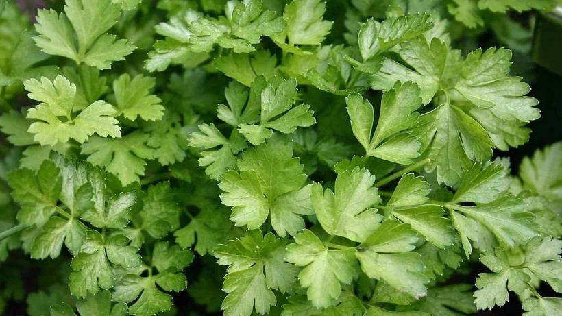 Maydanoz sanıp yiyen canından oluyor! Bu bitki ölüm saçıyor!