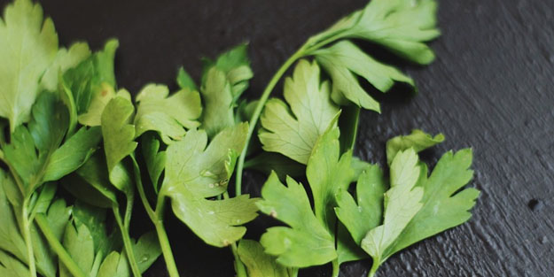 Maydanoz ve gül yağı ile varislerden kurtulun! Varislerden kurtulmanın doğal yolları