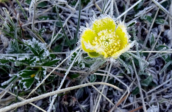 Mayıs ayında çiçekleri kırağı kapladı