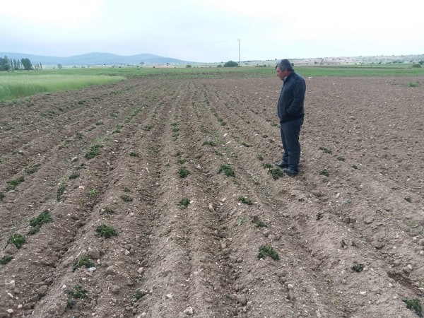 Mayıs ayında ’’Don’’ zarara yol açtı 