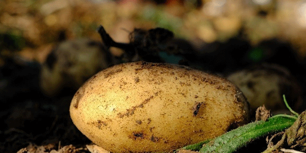 Mayıs ayında en çok patates pahalandı